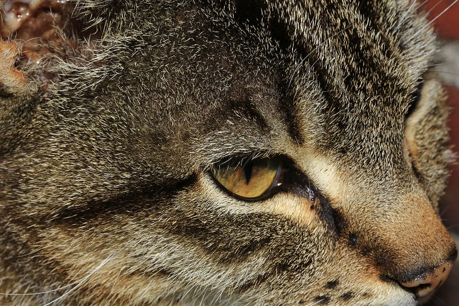 cat, face, head, portrait, adidas, eyes, view, attention, fur HD wallpaper