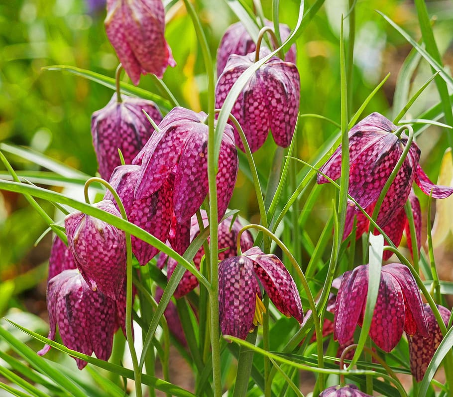 chequered, flowers, checkered, spring, april, nature, plant HD wallpaper