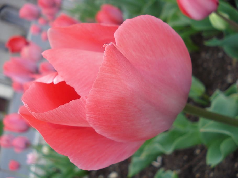 tulip, pink, flower, spring, detail, calico, field, parterre HD wallpaper