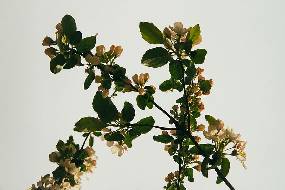 green-leafed plant with yellow flowers, bloom, blossoms, branches HD wallpaper