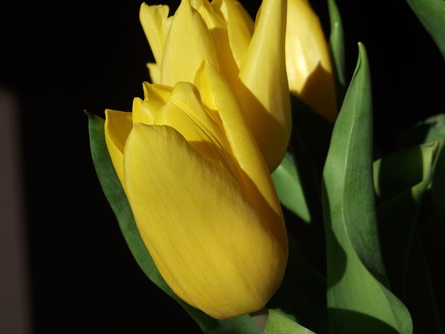 tulips, spring, yellow, flower, close-up, freshness, flowering plant HD wallpaper