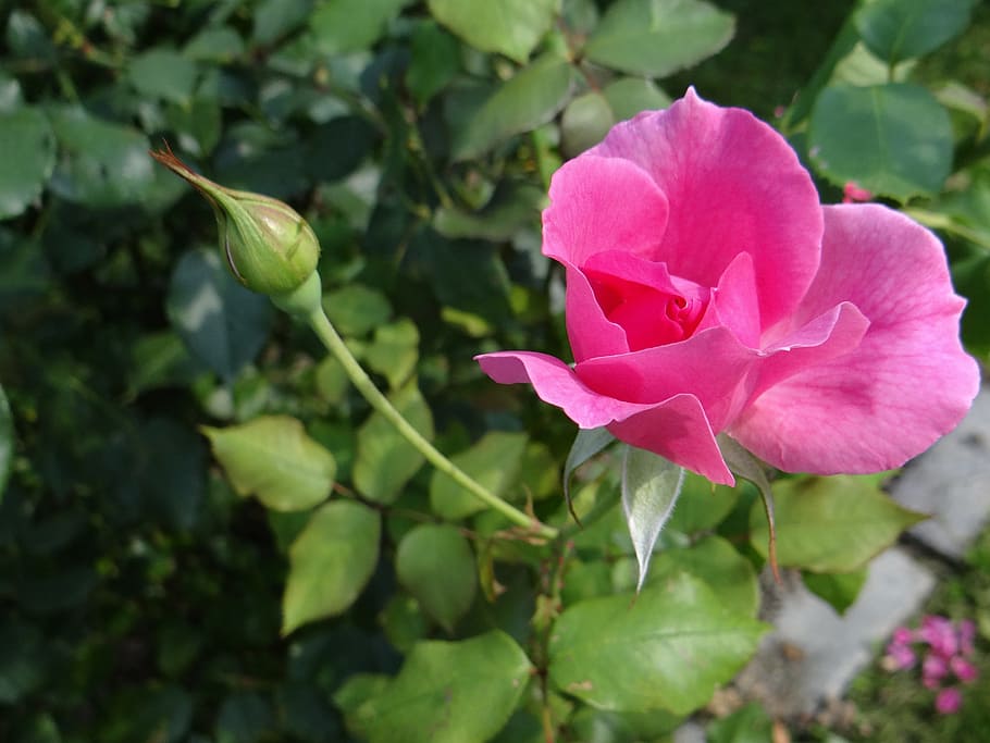 rose, flower, pink, rosarium, rose flower, rose garden, pink rose, HD wallpaper
