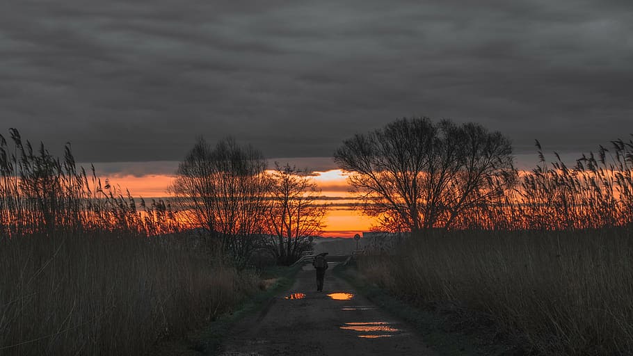 silhouette of trees under cloudy sky, person, walking, pathway HD wallpaper