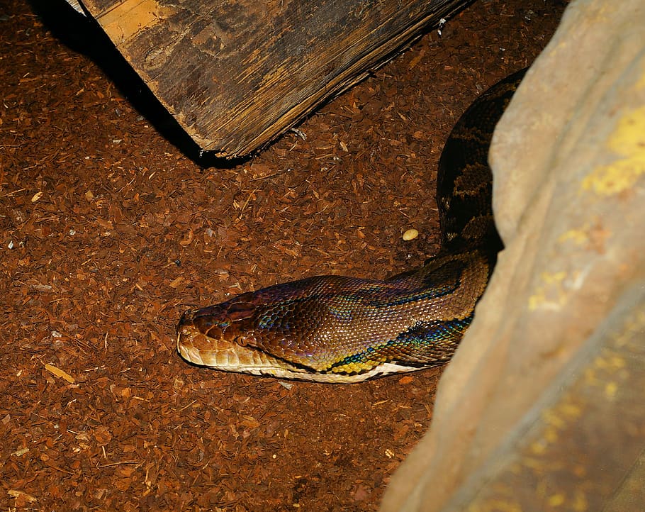 snake, head, rock python, africa, boa, reptile, scale, terrarium HD wallpaper