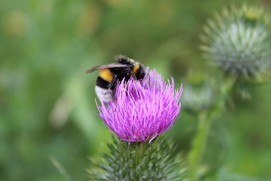 bumblebee, flower, bug, nature, flowers, purple flower, flowering plant HD wallpaper
