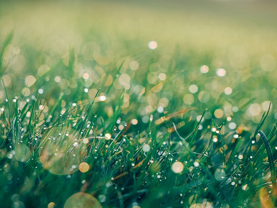 selective focus photography of green grass with droplets of water HD wallpaper
