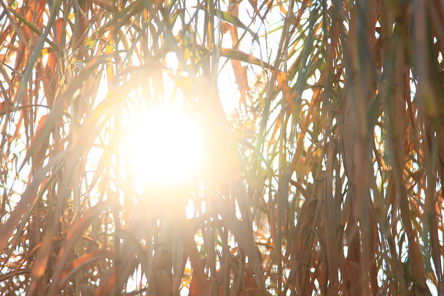 sun, cañas, nature, tree, plant, sunlight, growth, land, forest HD wallpaper