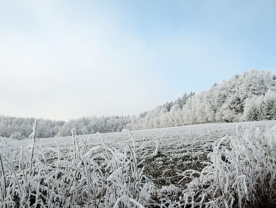 winter, landscape, view, meadow, rime, path, bush, snowy, nature HD wallpaper