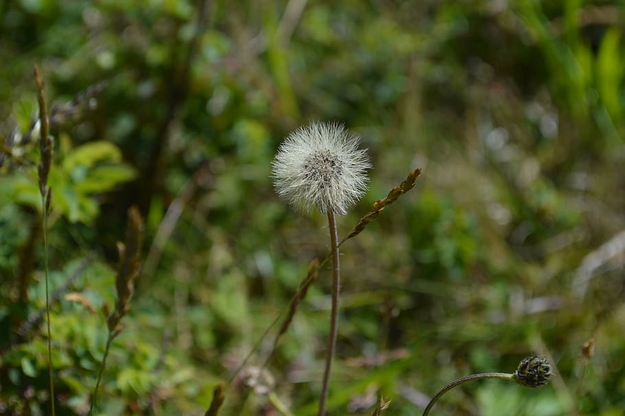 dandelion, scoop, fluff, seeds, bloom, nature, plant, flower HD wallpaper
