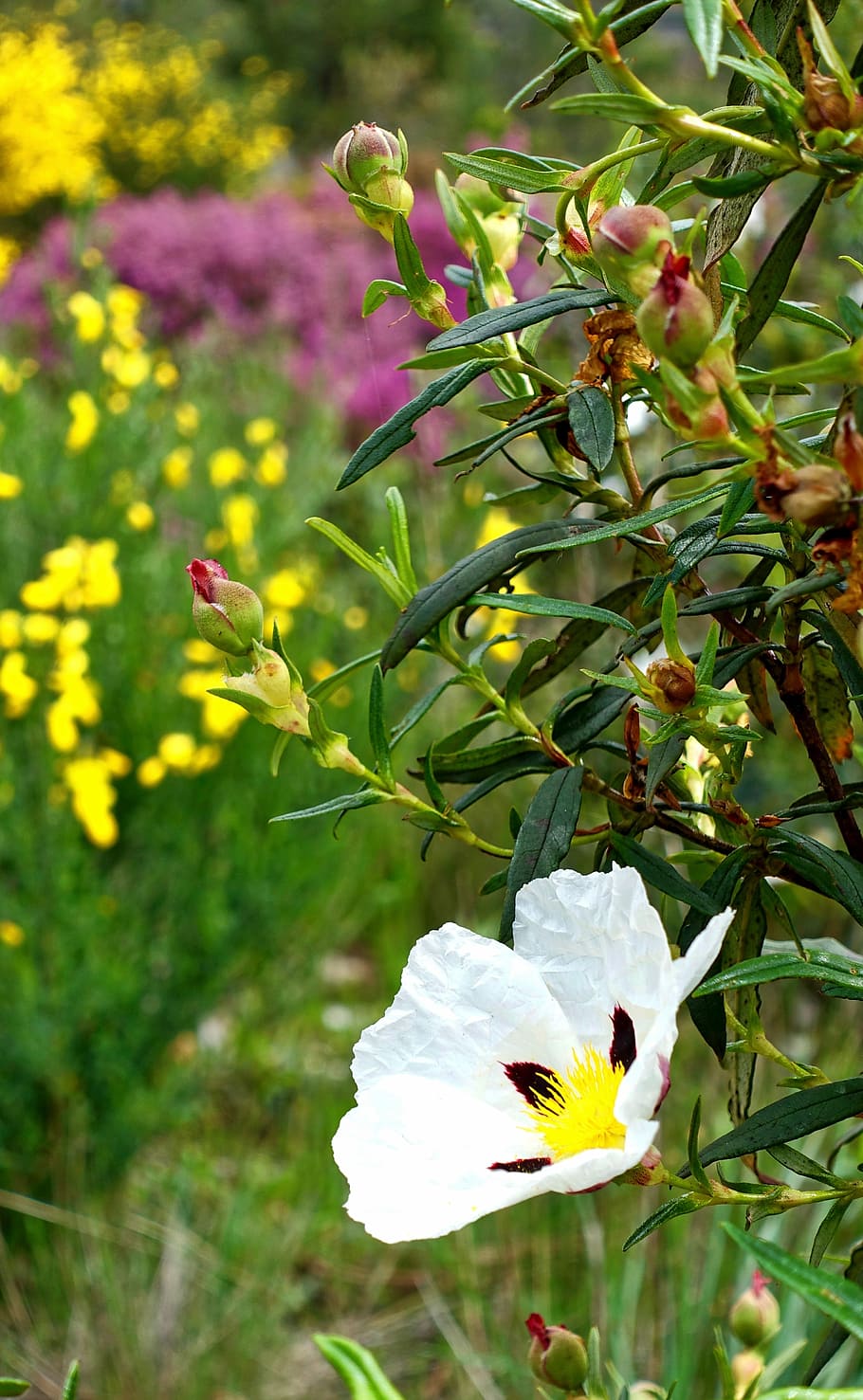 Flower, Bloom, Buds, Flora, flowering, petal, blossoming, spring flower HD wallpaper