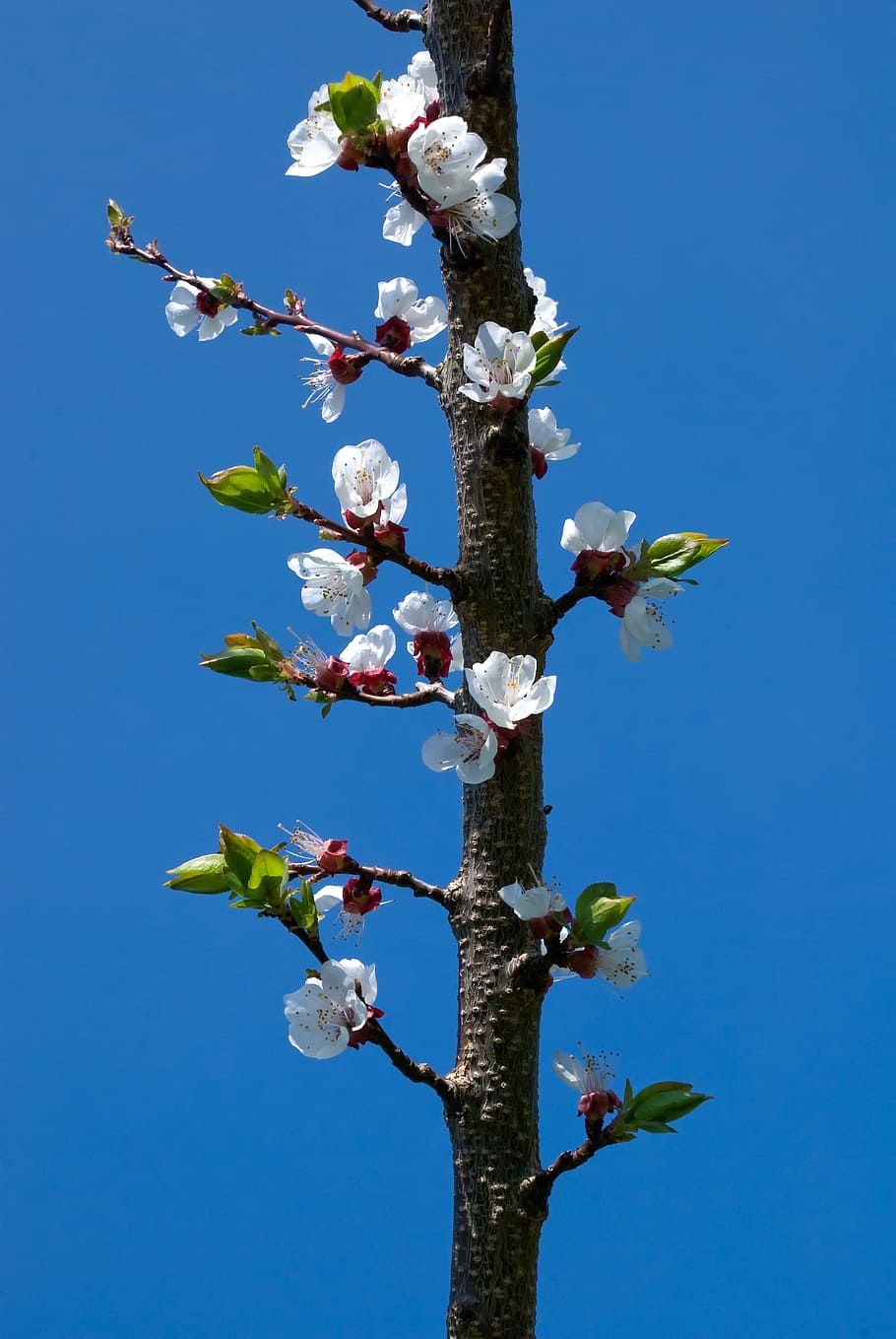 Bloom, Blossom, Branch, Apricot, sky, blue, spring, apricot blossom HD wallpaper