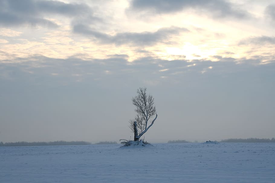 tree, winter, snow, white, cold, sky, alone, loneliness, wintry HD wallpaper