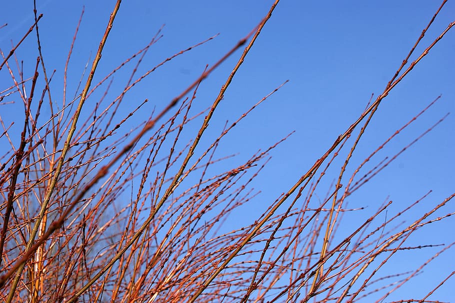 branches, air, tree, nature, blue sky, spring, low angle view HD wallpaper