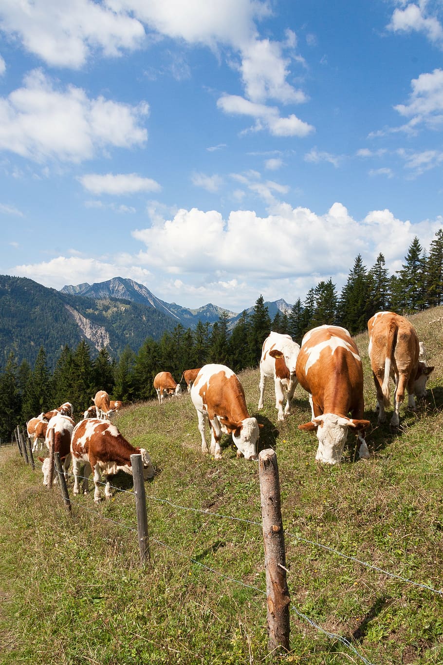 beef, jungrind, calf, alm, bell, meadow, graze, nature, agriculture HD wallpaper