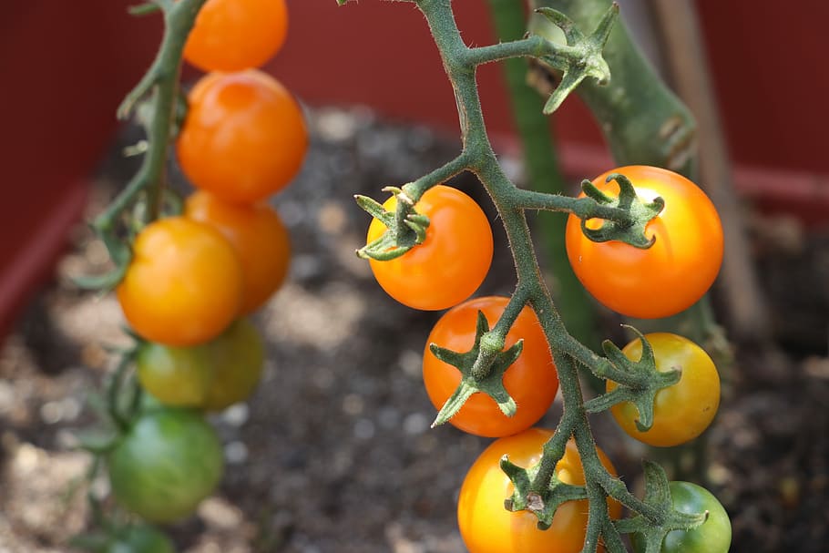 Vegetables, Tomato, Mini, mini tomato, fruit, food and drink HD wallpaper