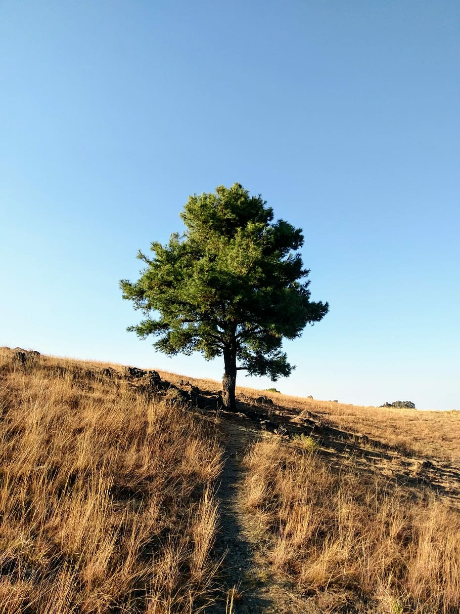Tree, Landscape, Coffee, Nature, trees, mountain, trunk, grass HD wallpaper