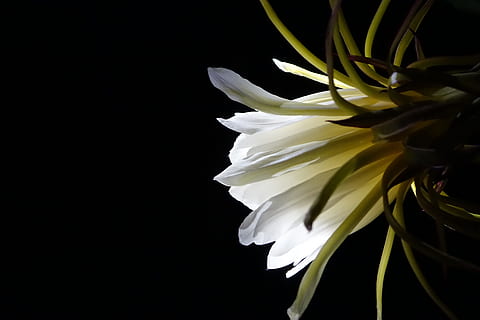 Flower, Pitaya, White, Pure, pitaya flower, serenity, black Background HD wallpaper