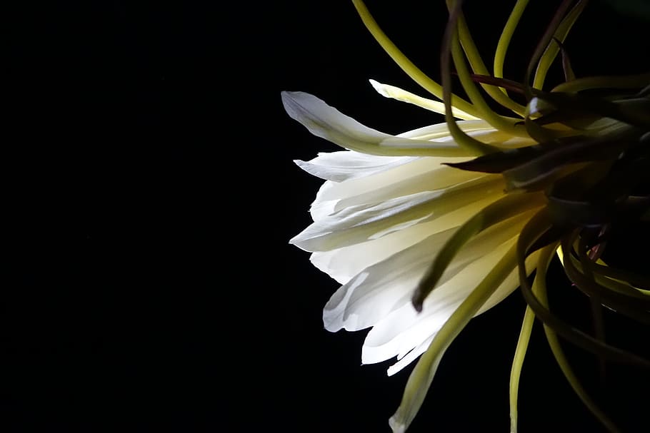 Flower, Pitaya, White, Pure, pitaya flower, serenity, black Background HD wallpaper
