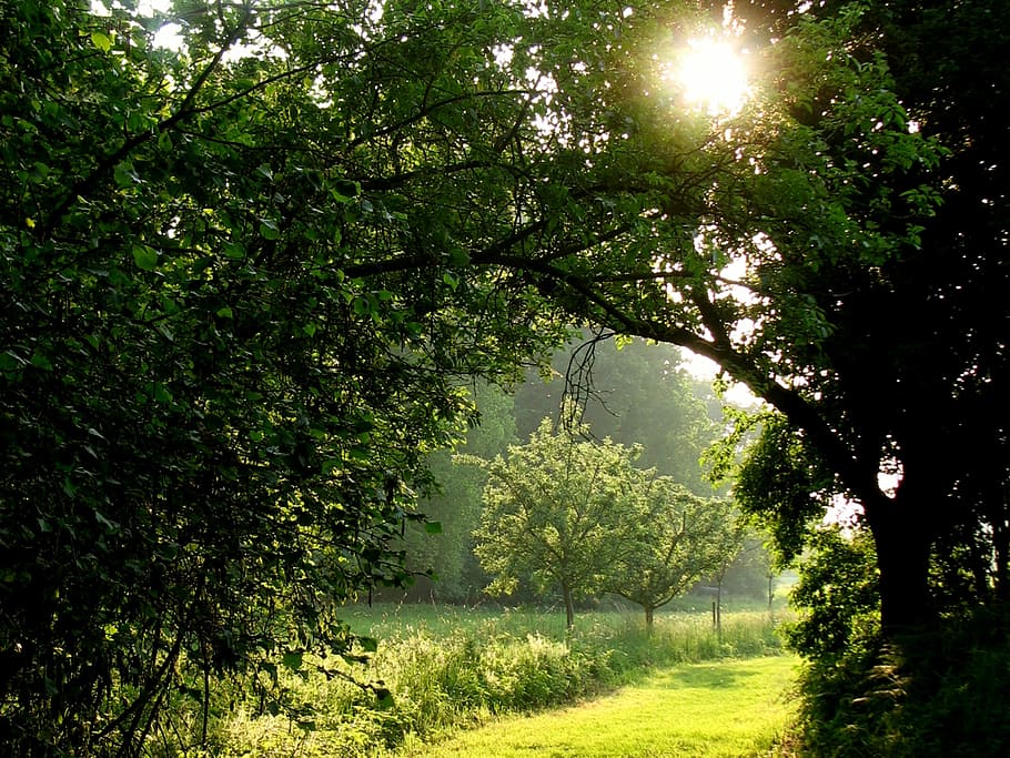 green leaf trees at daytime, Away, Sun, Romantic, Nature Trail HD wallpaper