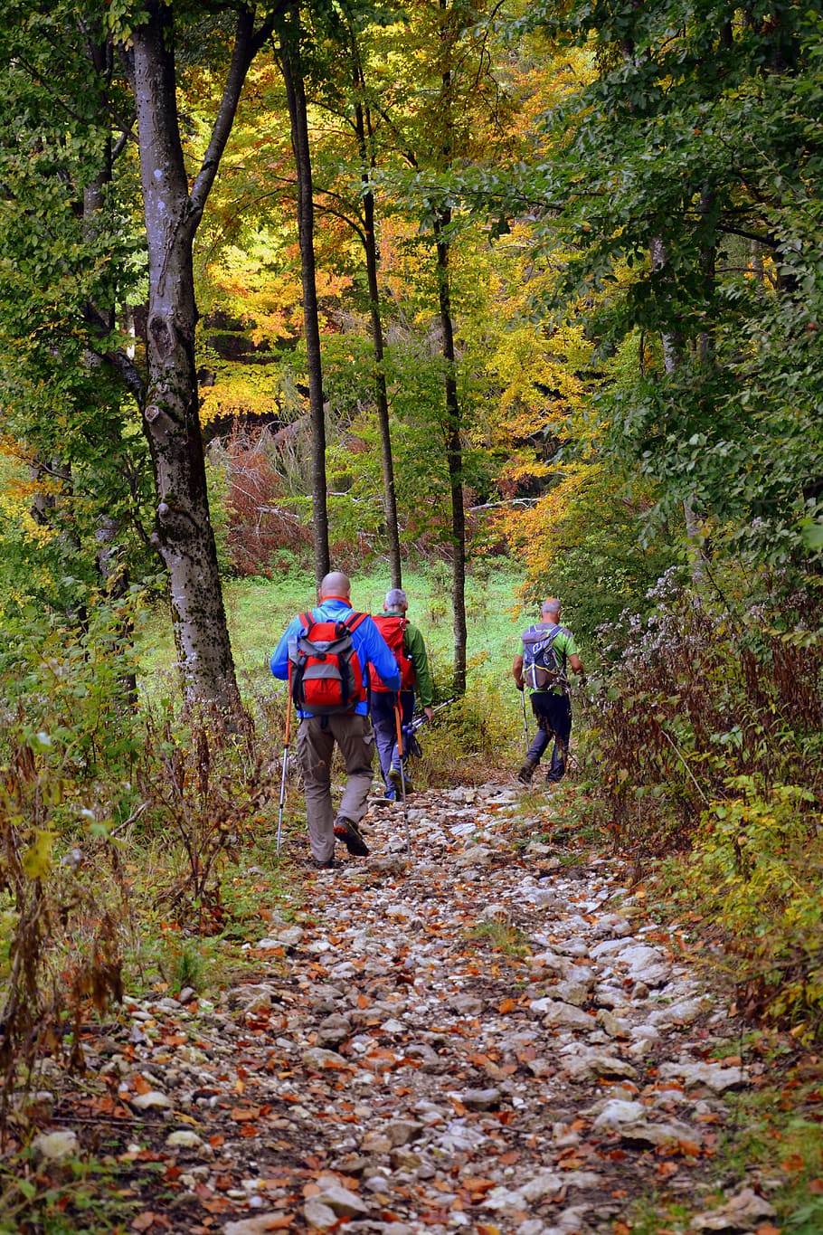 excursion, forest, autumn, trail, walking with sticks, mountain HD wallpaper