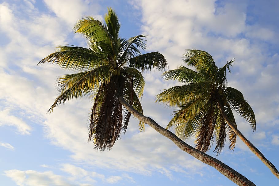 trees, palm, sky, palm tree, cloud - sky, tropical climate HD wallpaper
