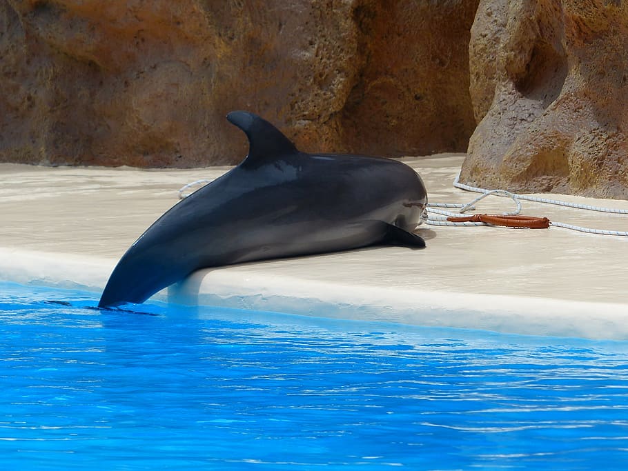 bottlenose dolphin, help, mate, clean up, dry, rest, tursiops truncatus HD wallpaper