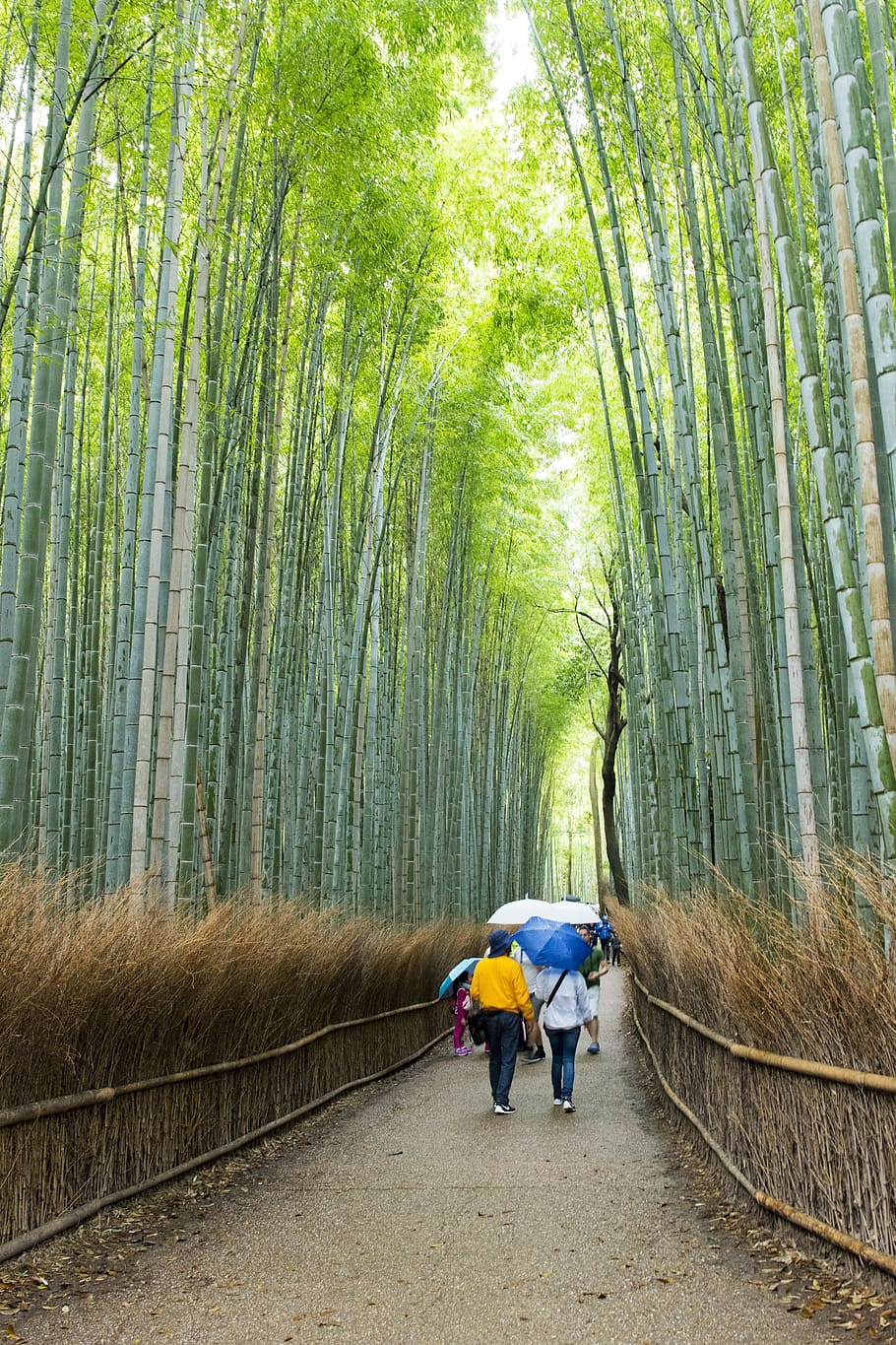 Arashiyama Bamboo Grove, Bamboo, travel destinations, japan, japanese, HD wallpaper