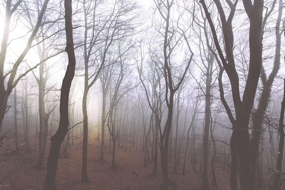 Bare Tree Photo, branches, daylight, environment, fall, fog, foggy, HD wallpaper
