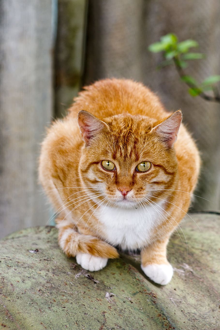 orange tabby cat standing green textile near green leaf plant