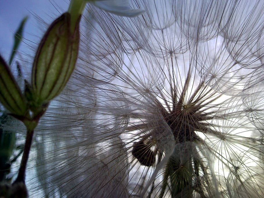 closeup photo of white dandelion, flower, field, spring, nature HD wallpaper