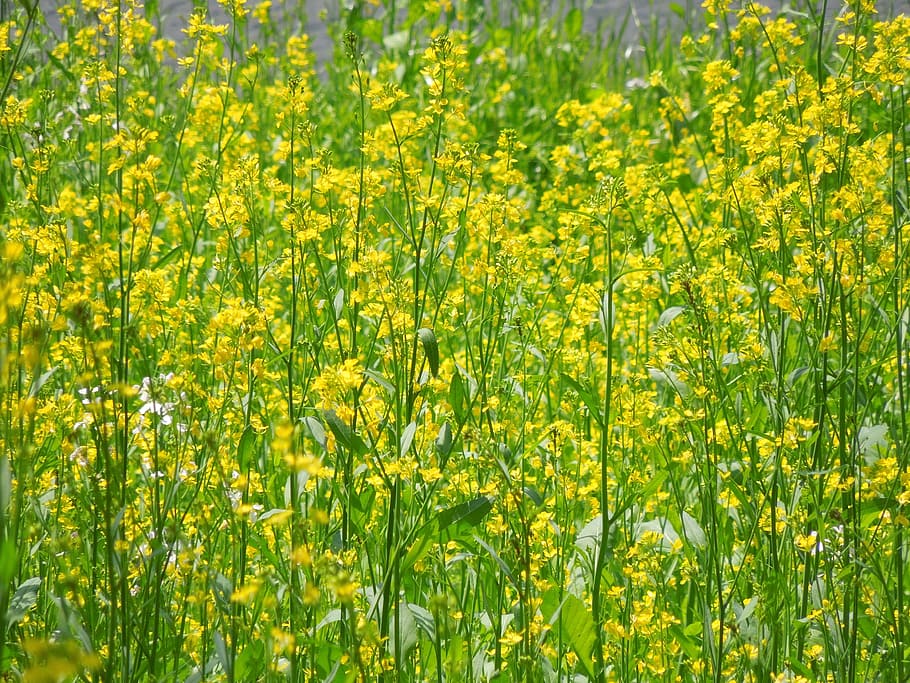 rape blossoms, spring, plant, landscape, yellow, japan, flowers HD wallpaper