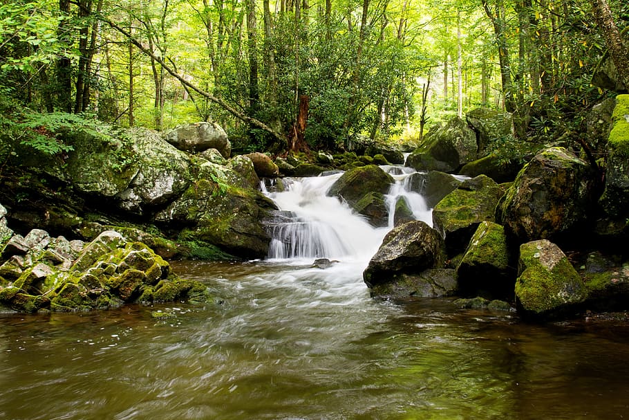 green, grass, moss, stream, water, river, rocks, trees, plants HD wallpaper