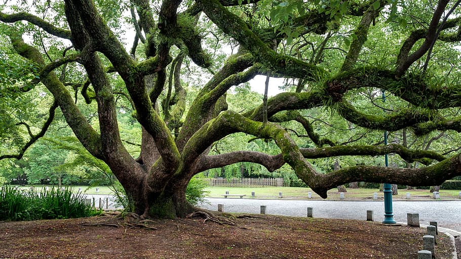 brown tree near curved road, gnarled, branches, old, trunk HD wallpaper