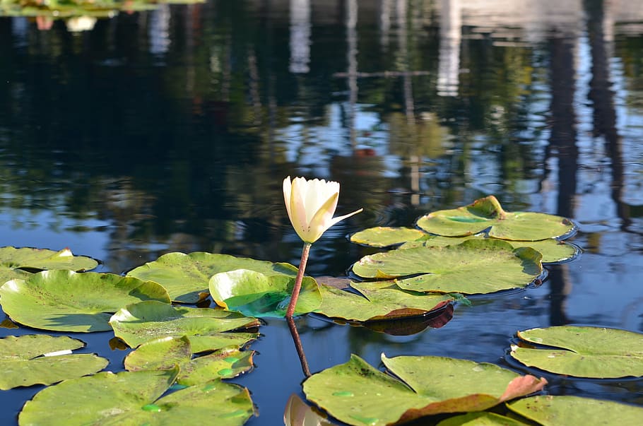 lily pad, water, reflection, pond, flower, green, nature, garden HD wallpaper
