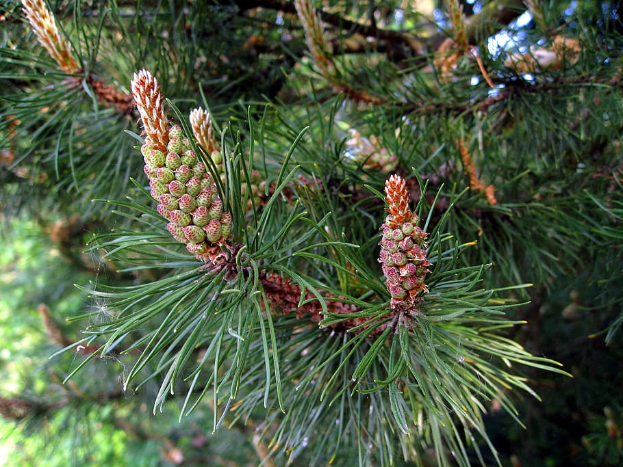pine, foliation, conifer, forest, plant, pine tree, coniferous tree HD wallpaper
