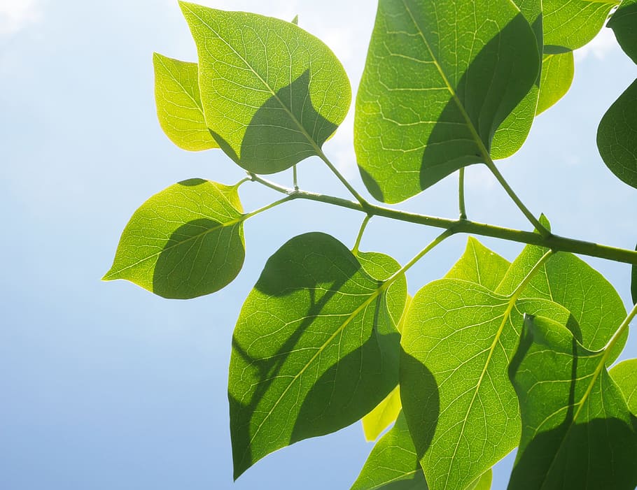 leaf, tree, green, nature, spring, summer, sun, sky, blue, leaves HD wallpaper