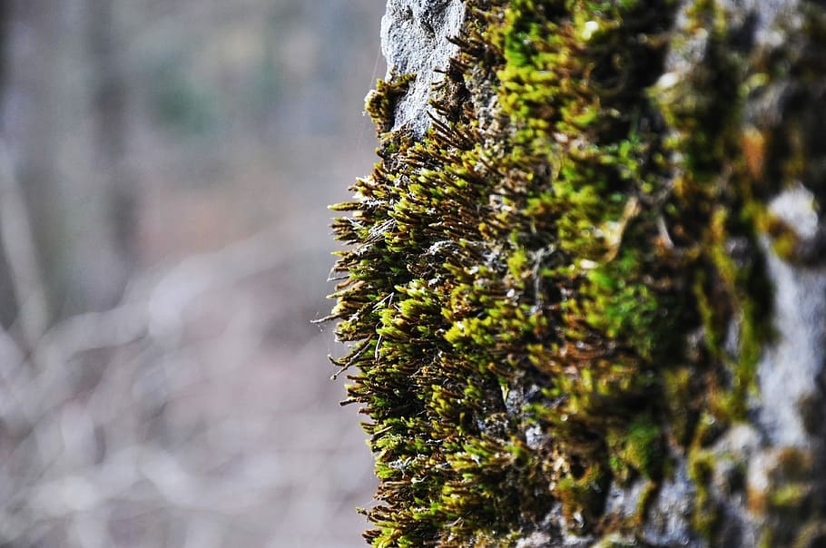 Tree, Green, Forest, Nature, summer, lichen, growth, pine wood HD wallpaper