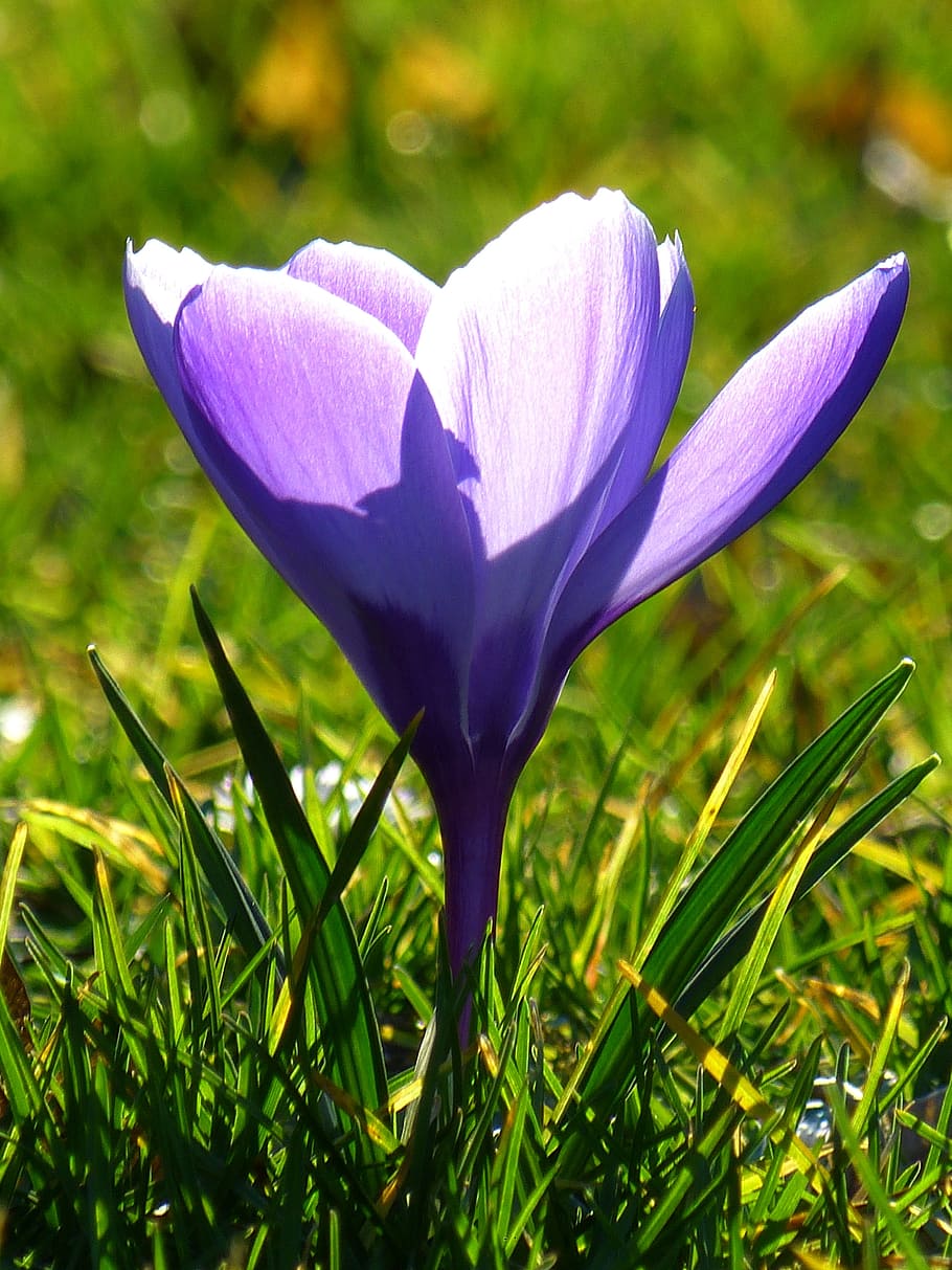 close up photography of purple crocus, blossom, bloom, flower HD wallpaper