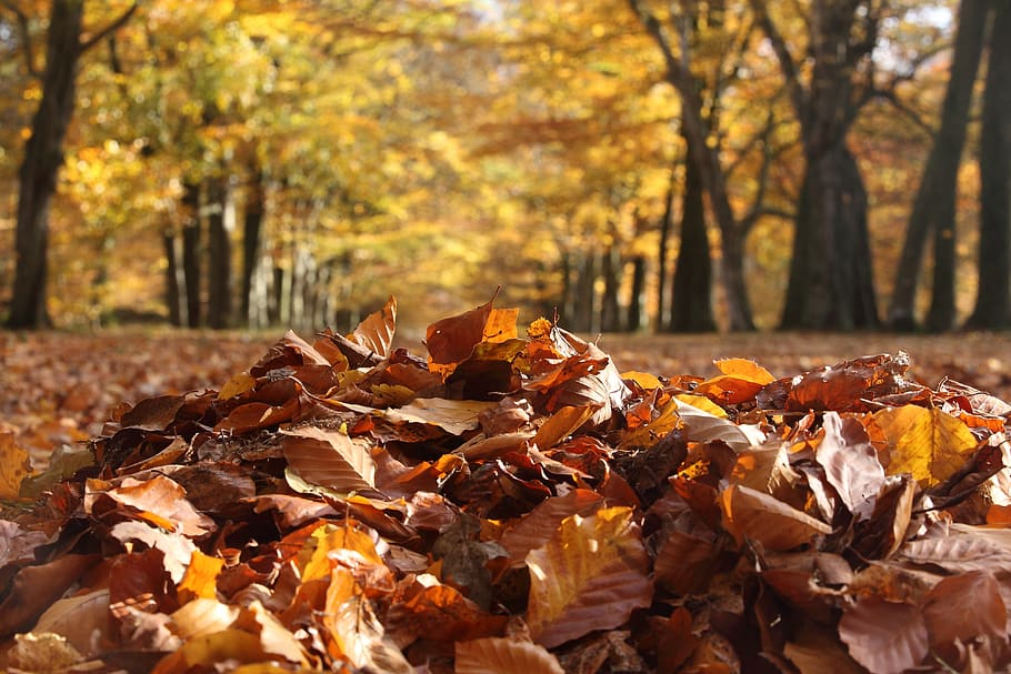 fall, nature, leaf, autumn, tree, change, plant part, no people HD wallpaper