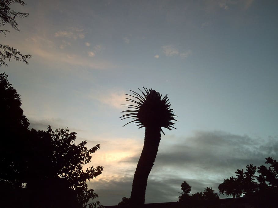 venezuela, sky, clouds, trees, nature, outside, sunset, silhouette HD wallpaper
