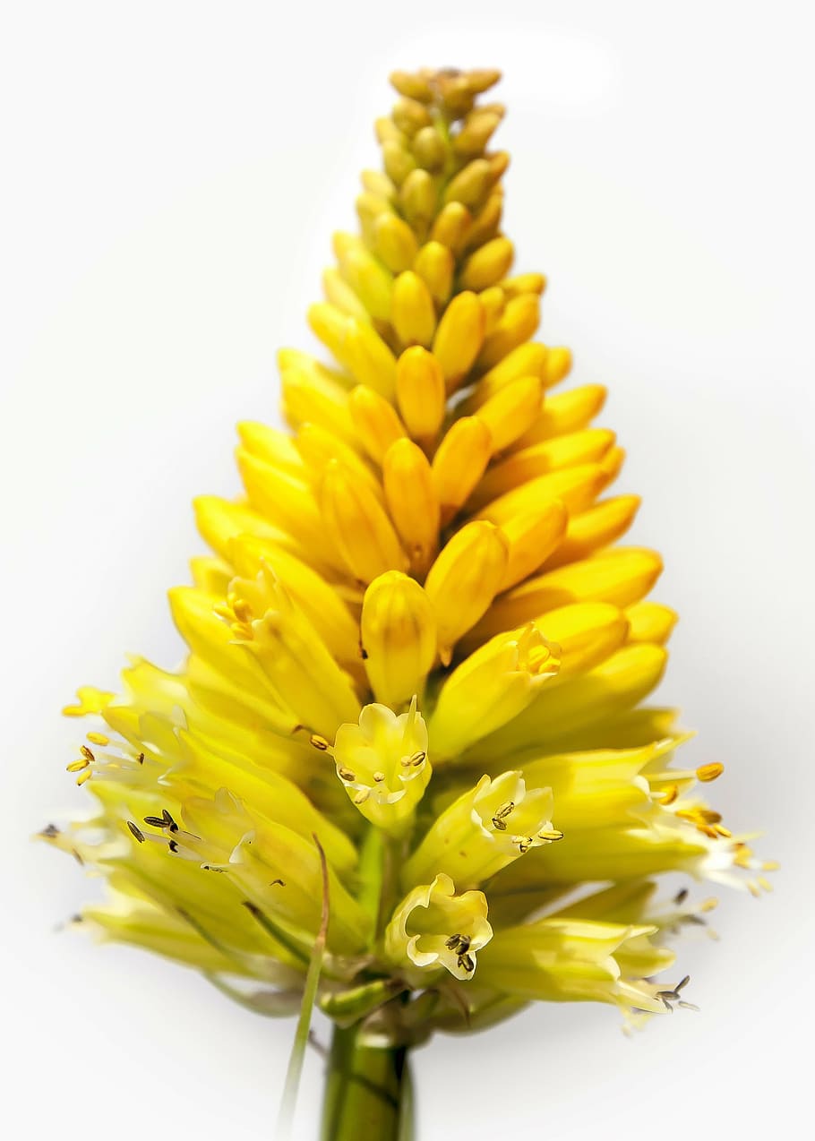 flower, blossom, bloom, close, flora, summer, plant, yellow HD wallpaper