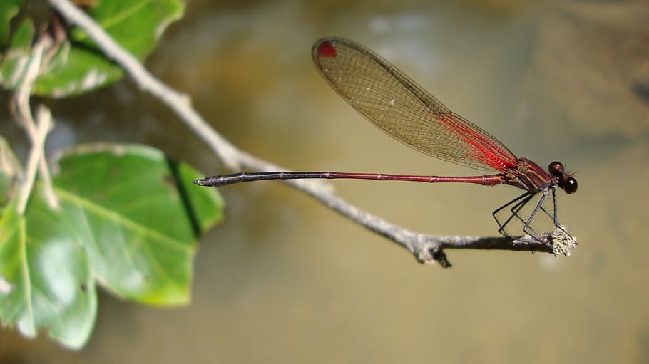dragonfly, anisoptera, epiprocta, animal themes, invertebrate HD wallpaper