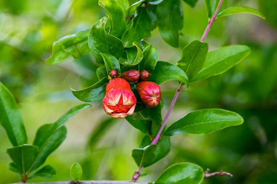 leaf, fruit, nature, garden, food, flower, vitamin, color, food and drink HD wallpaper