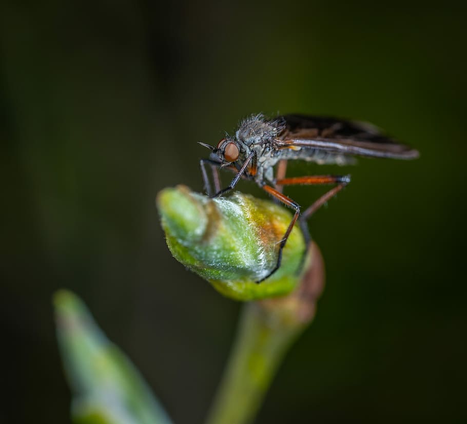 insect, macro, invertebrate, animal wildlife, animals in the wild HD wallpaper