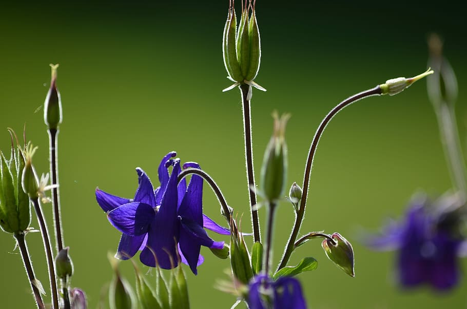 garden, flowers, flowering plant, beauty in nature, growth HD wallpaper