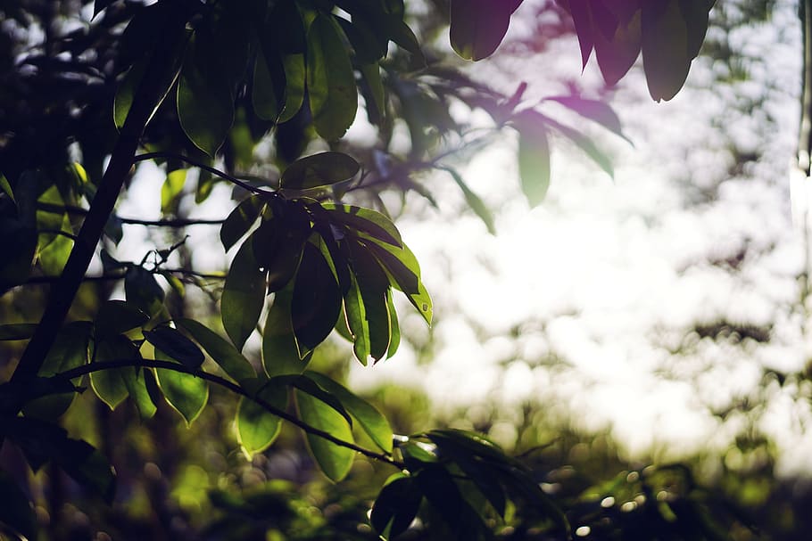 nature, plants, trees, branches, leaves, light, leaks, still HD wallpaper