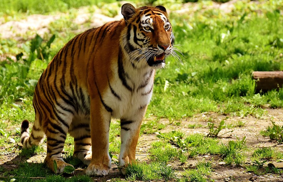 tiger, predator, fur, beautiful, dangerous, cat, wildlife photography HD wallpaper
