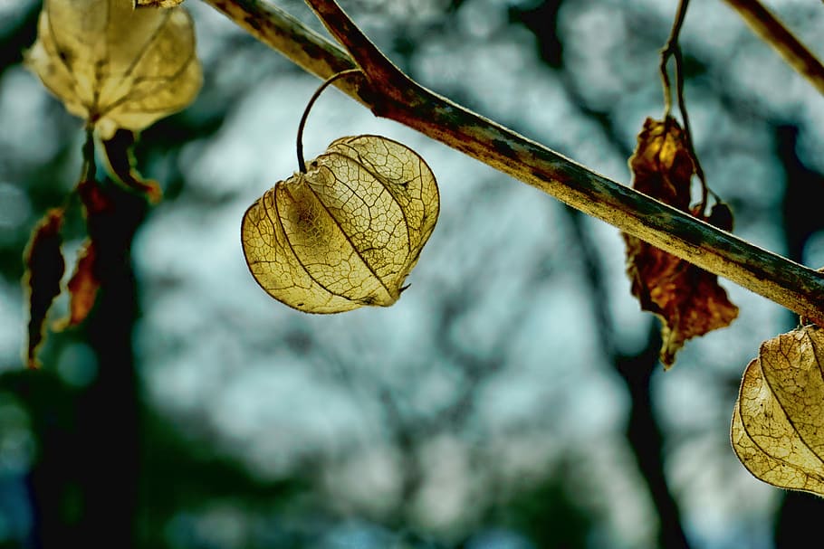selective focus photography of plant's leaves, leaf, autumn HD wallpaper