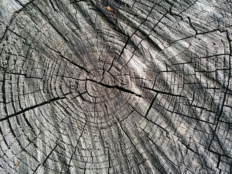 Wood, Log, Annual Rings, Sawed Off, like, tree, tribe, strains, HD wallpaper