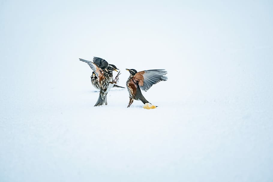two gray-and-brown birds illustration, photo of two birds facing each other on snowfield HD wallpaper